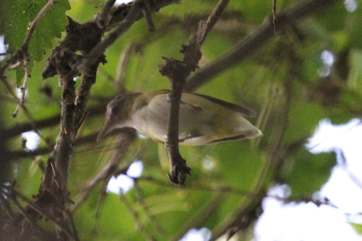 Gelbflankenvireo - ML128818181