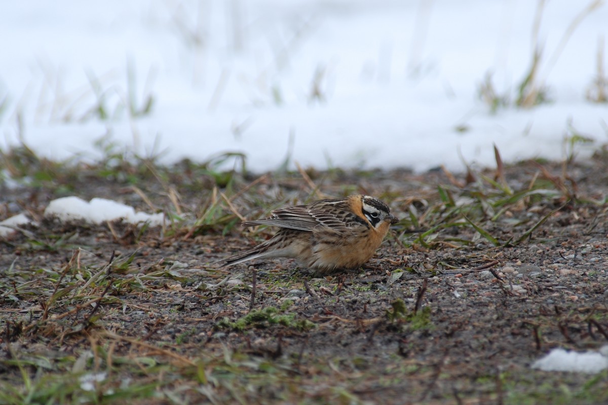 Smith's Longspur - ML128818741