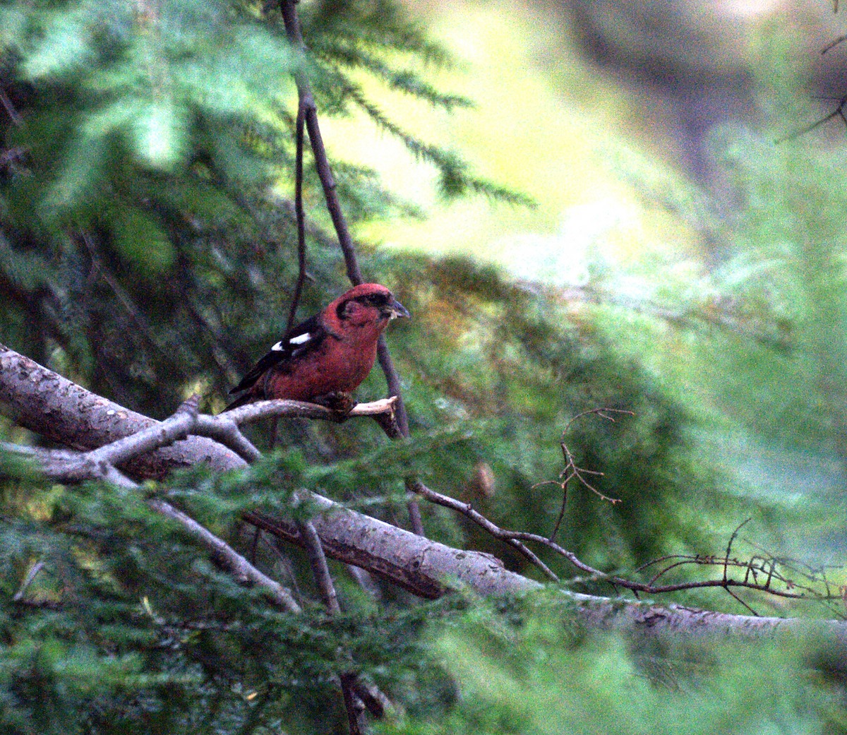 White-winged Crossbill - ML128818761