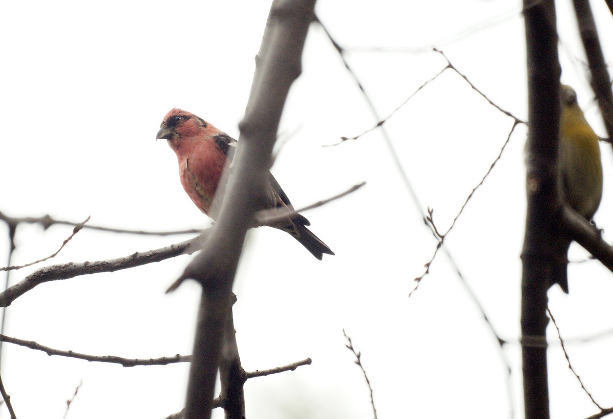 White-winged Crossbill - ML128818771