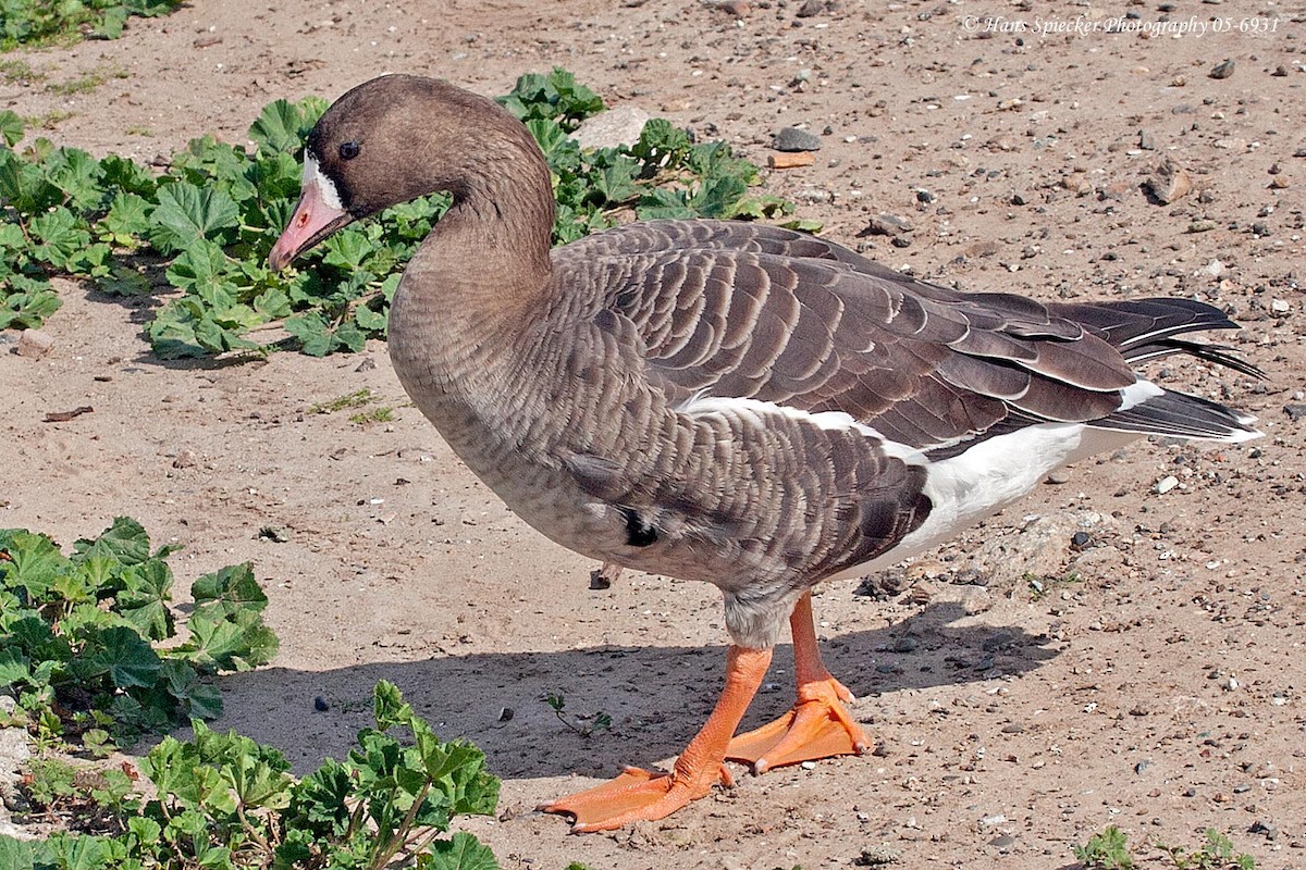 Greater White-fronted Goose - ML128819541