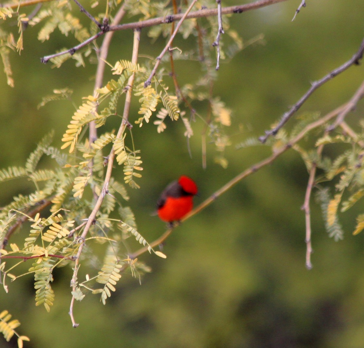 Vermilion Flycatcher (Northern) - ML128820351