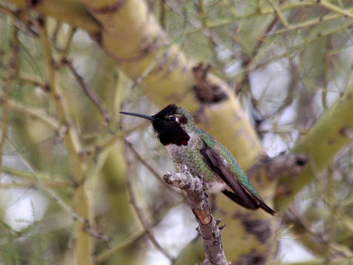 Anna's Hummingbird - Ken Cooper