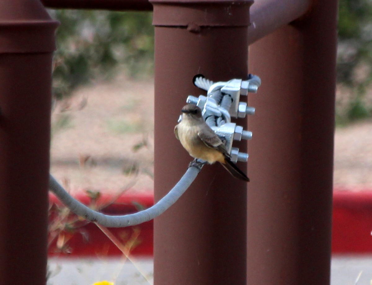 Say's Phoebe - ML128820531