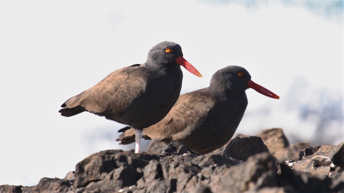 Blackish Oystercatcher - Jose Luis Blázquez