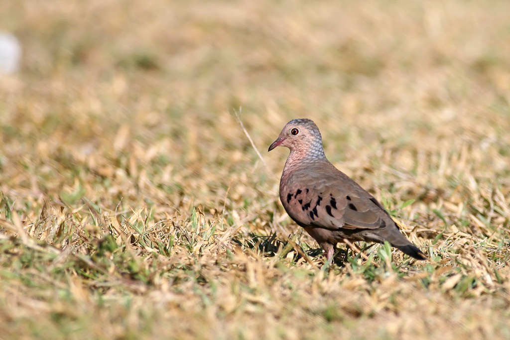 Common Ground Dove - ML128821311