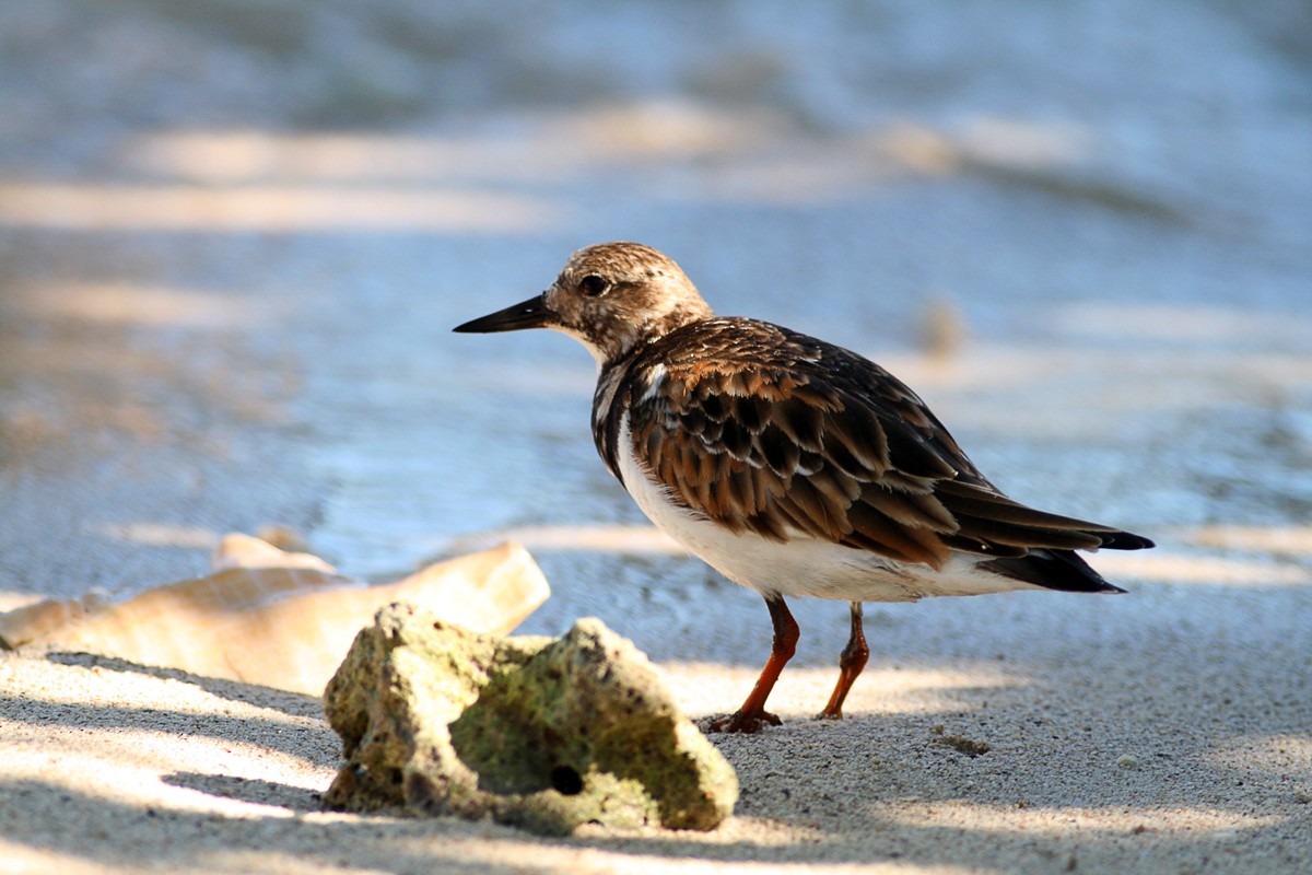 Ruddy Turnstone - ML128821751