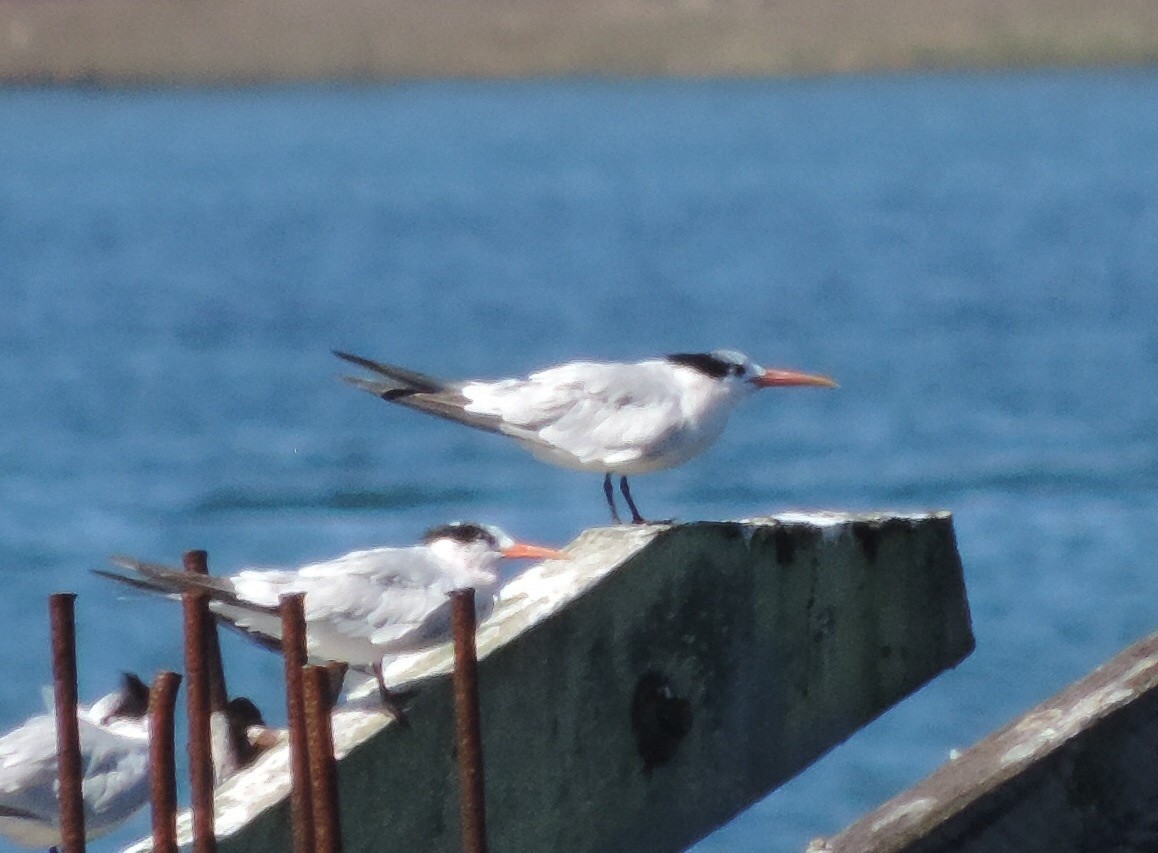 Elegant Tern - ML128821821