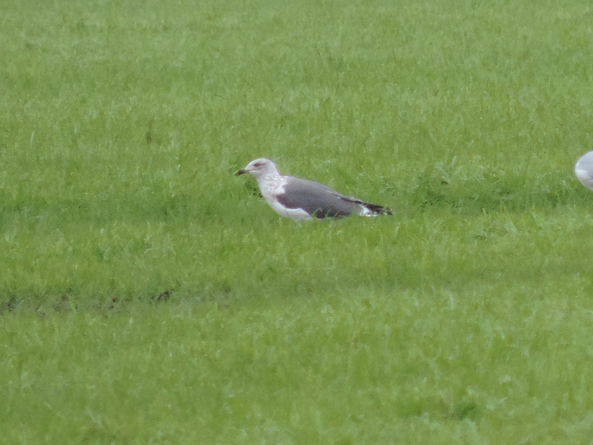 Lesser Black-backed Gull - ML128822181