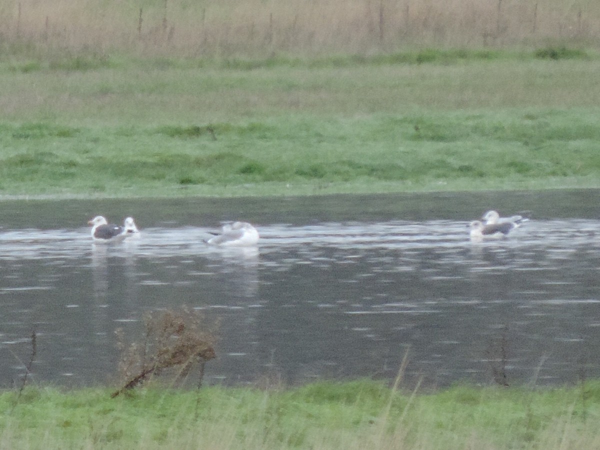 Lesser Black-backed Gull - ML128822211