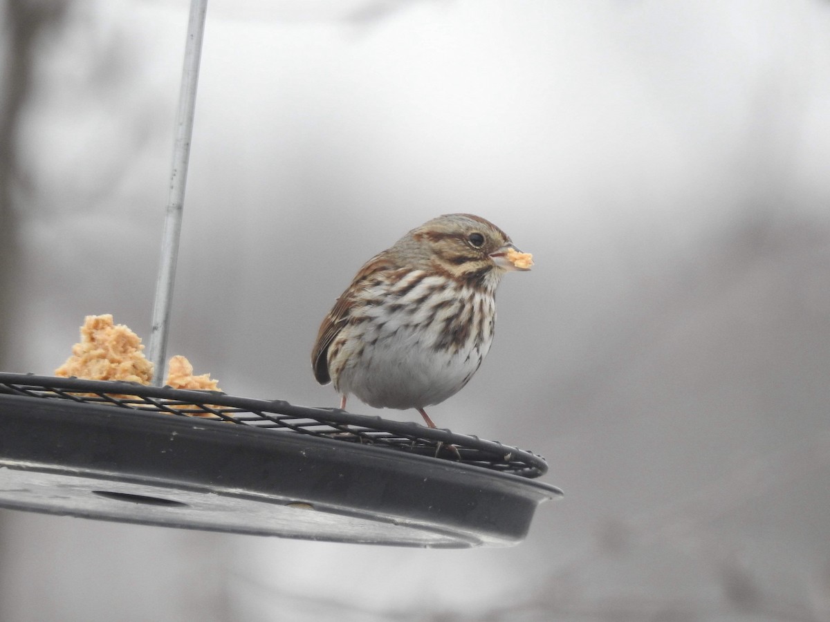 Song Sparrow - Valérie Comeau