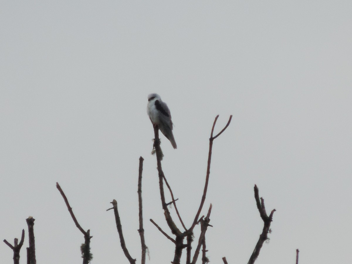 White-tailed Kite - Sylvia Maulding
