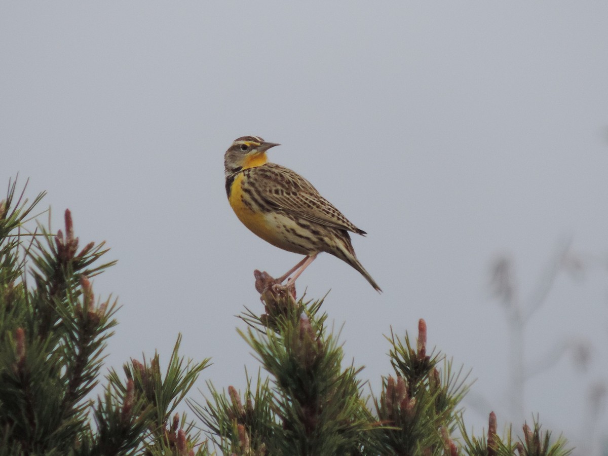 Western Meadowlark - Sylvia Maulding