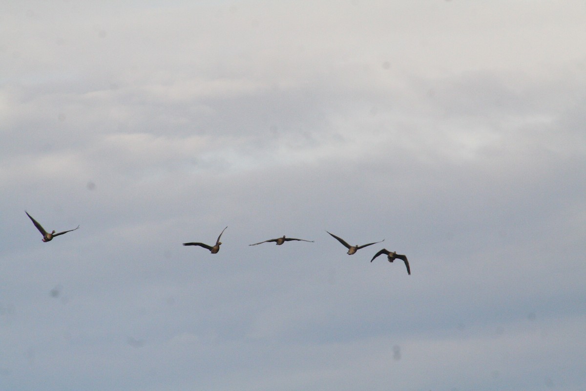 Greater White-fronted Goose - ML128822991