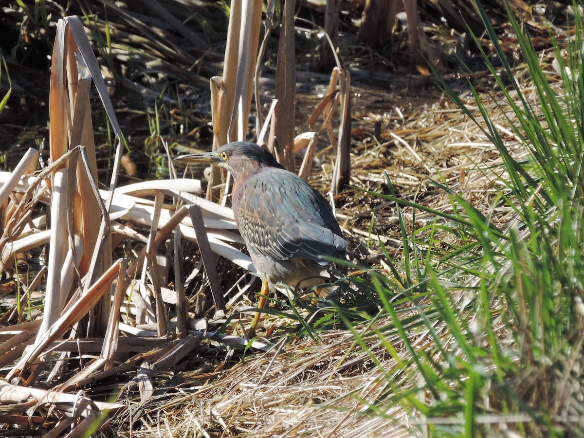 Green Heron - Sylvia Maulding