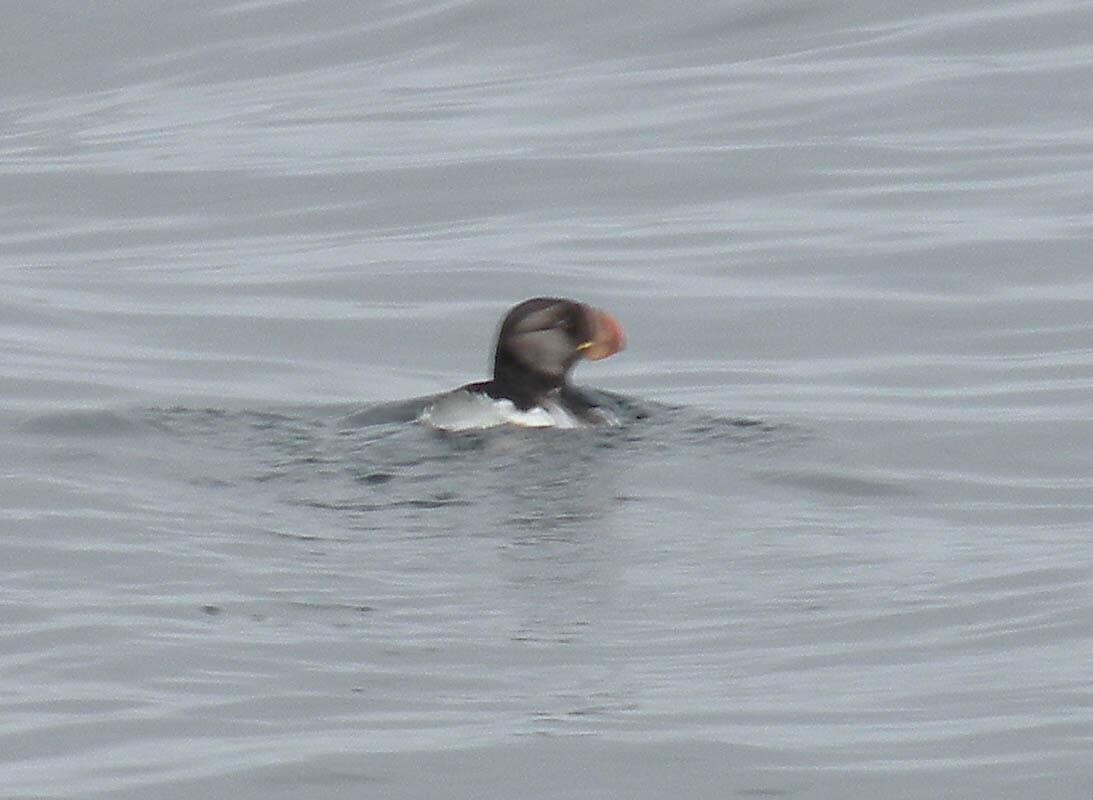 Horned Puffin - ML128823961