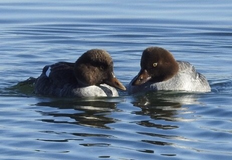 Common Goldeneye - ML128825031