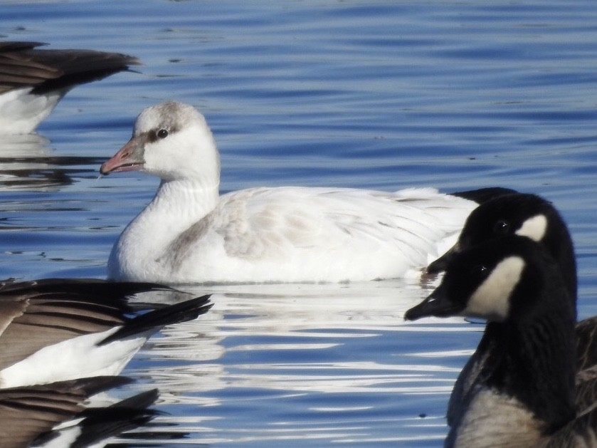 Snow/Ross's Goose - ML128825541