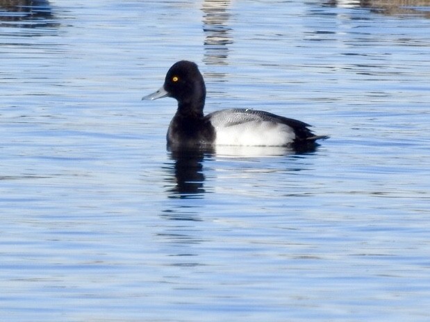 Lesser Scaup - ML128825571