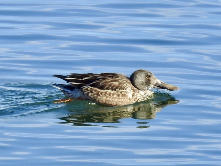 Northern Shoveler - ML128825651