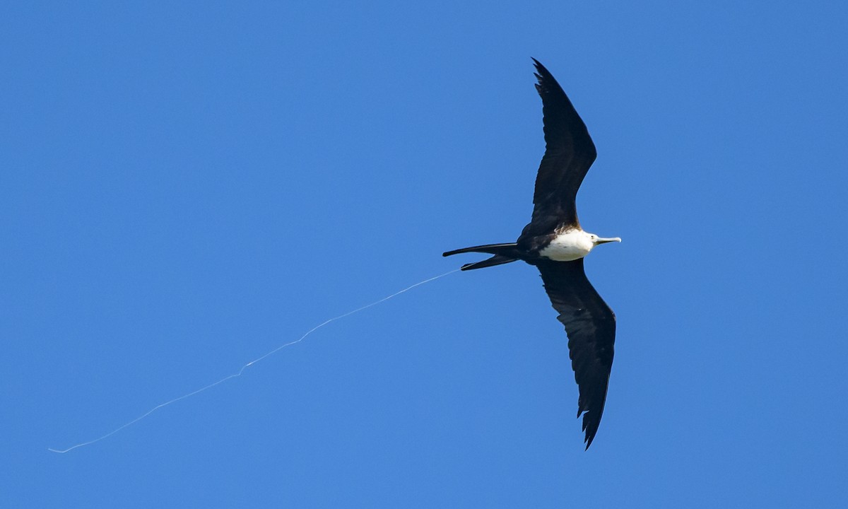 Magnificent Frigatebird - ML128826511