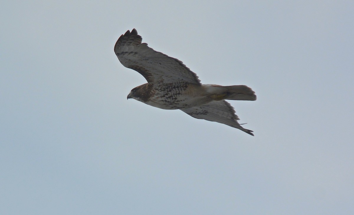 Red-tailed Hawk - ML128826591