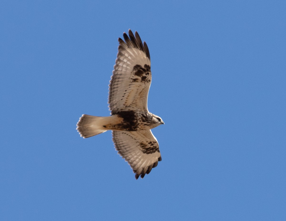 Rough-legged Hawk - Marty Herde