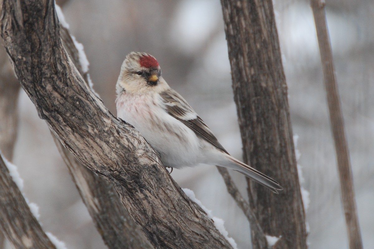 Hoary Redpoll - ML128827371