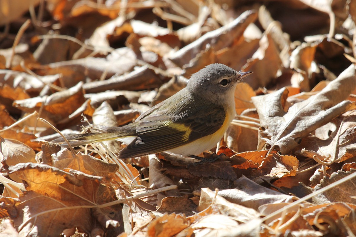 Rotschwanz-Waldsänger - ML128827751