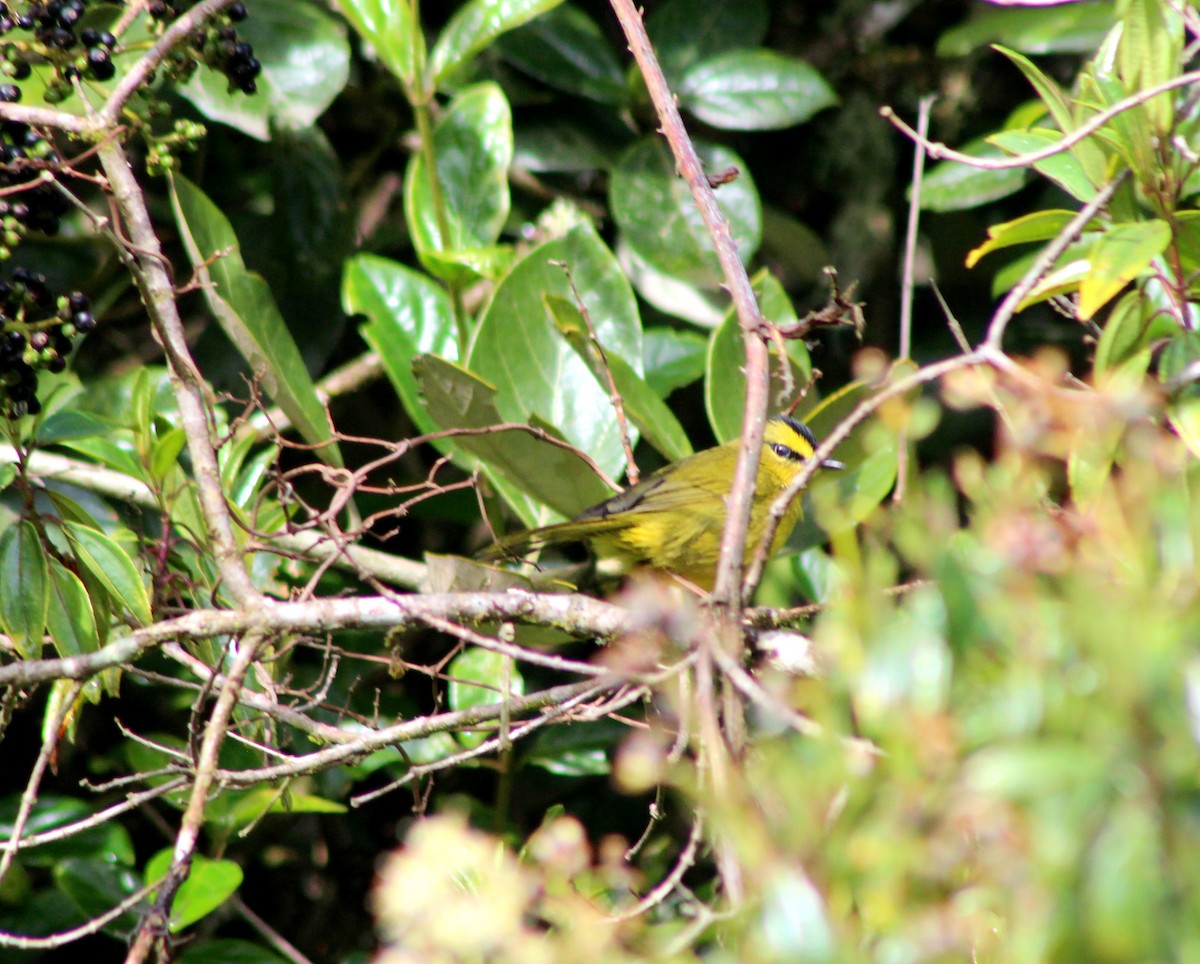 Black-crested Warbler - ML128827881