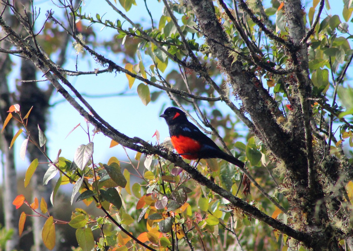 Scarlet-bellied Mountain Tanager - ML128828581