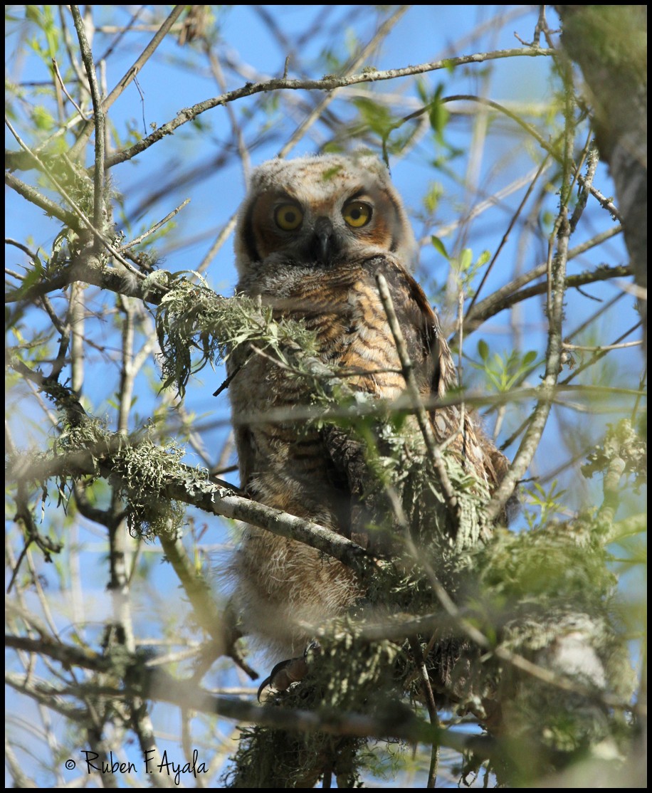 Great Horned Owl - ML128828601