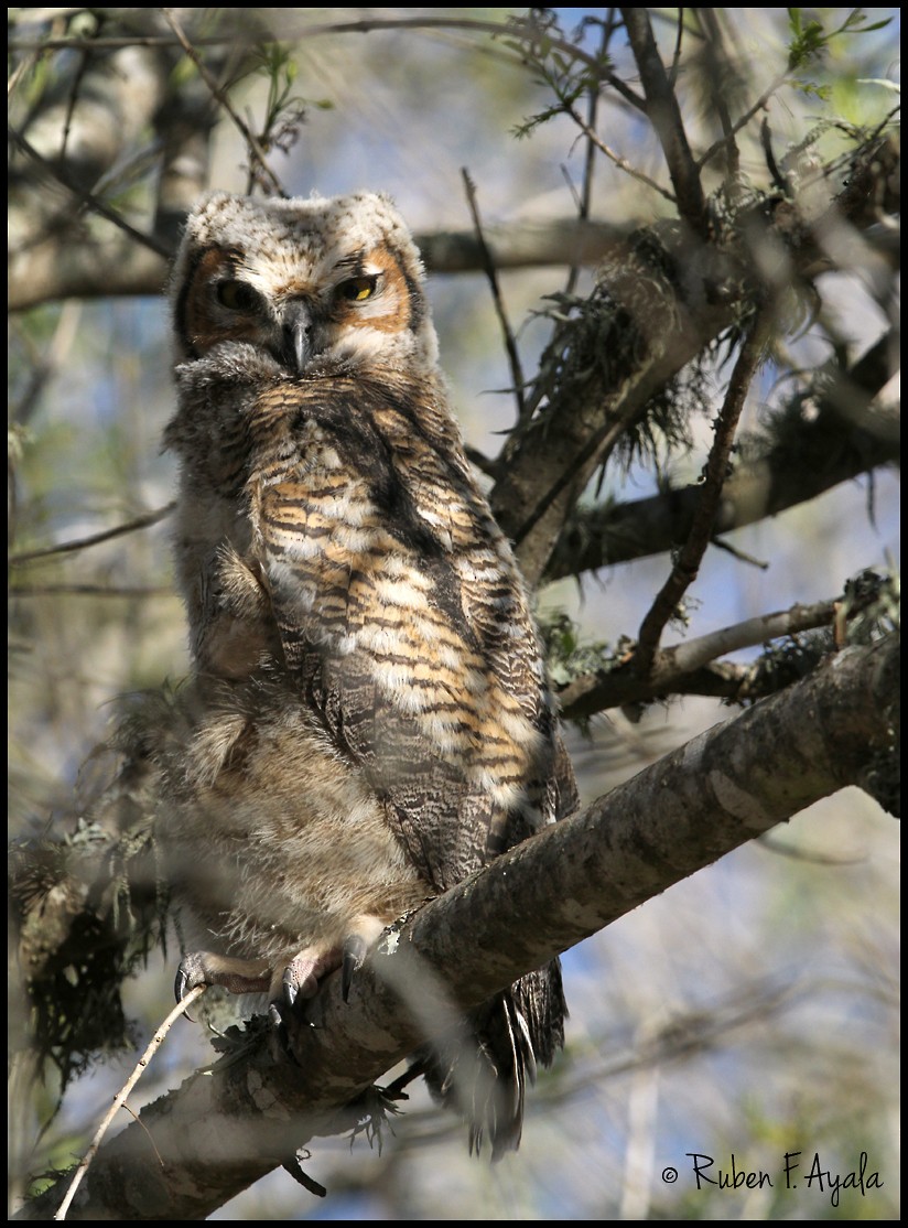 Great Horned Owl - ML128828611