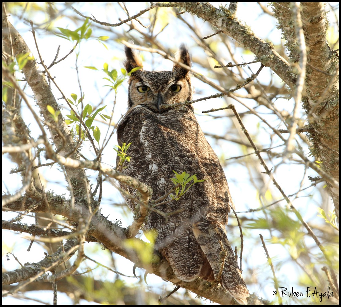 Great Horned Owl - ML128828631