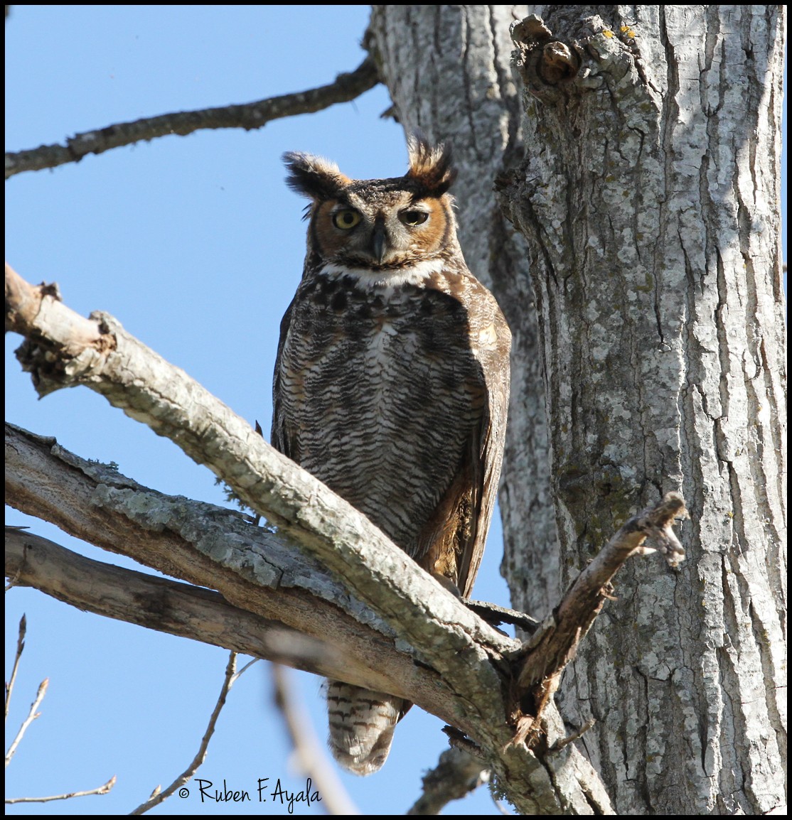 Great Horned Owl - ML128828641