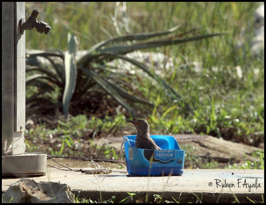 Curve-billed Thrasher - Ruben Ayala