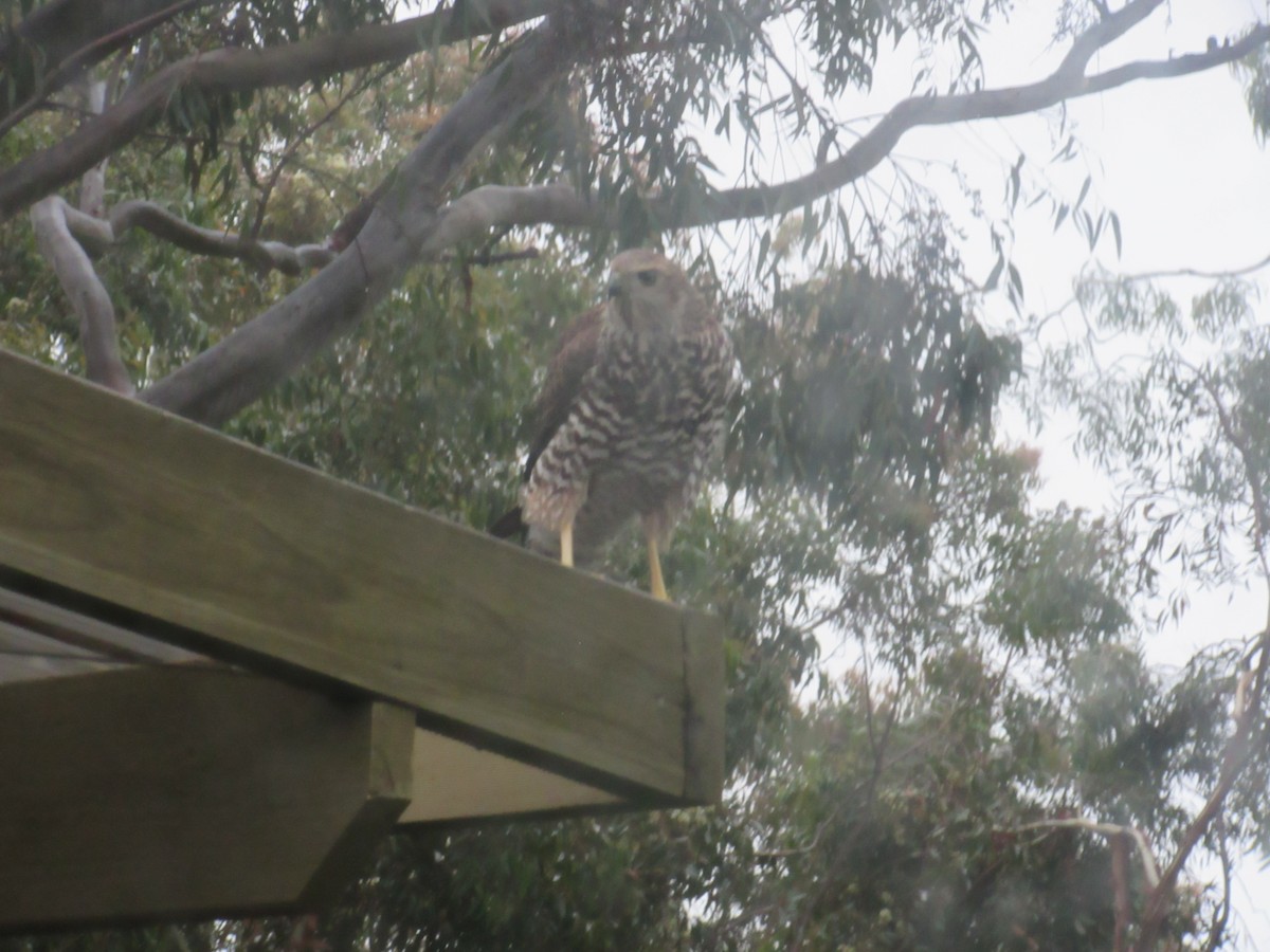 Brown Goshawk - Cameron Hyslop