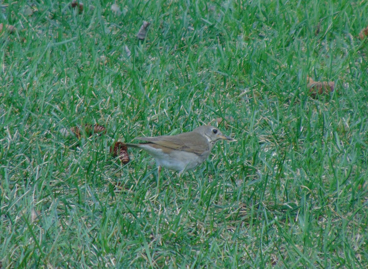 Gray-cheeked Thrush - ML128830901