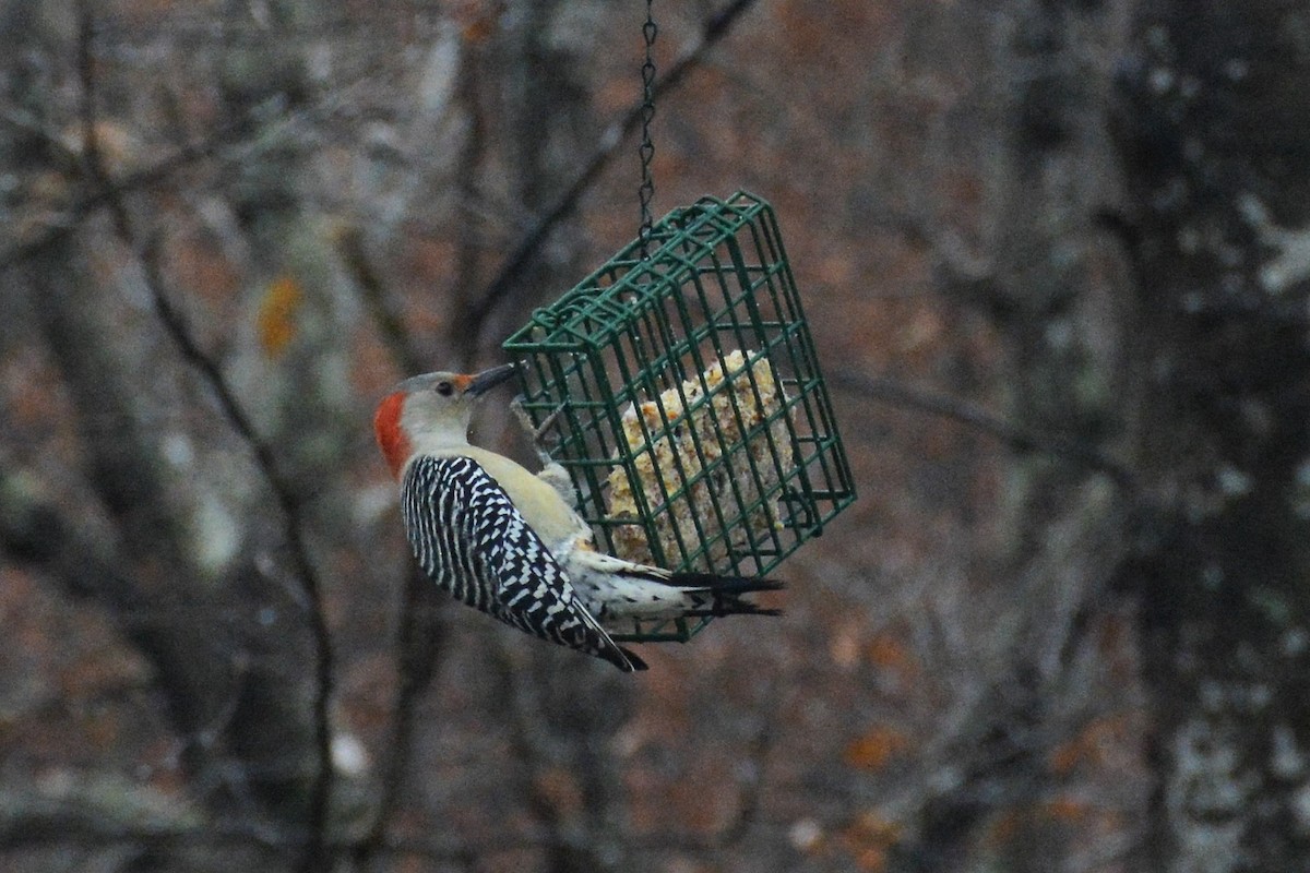 Red-bellied Woodpecker - ML128831381