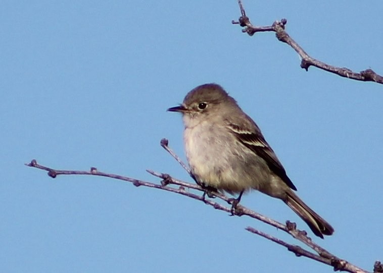 Gray Flycatcher - ML128832261