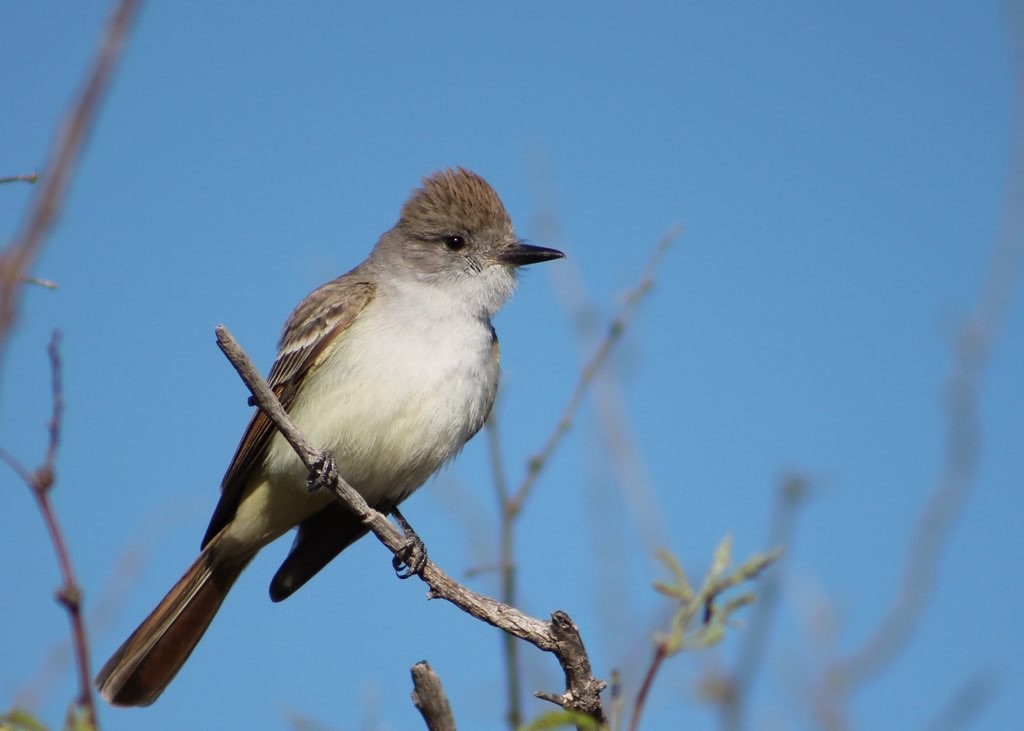 Ash-throated Flycatcher - ML128832281