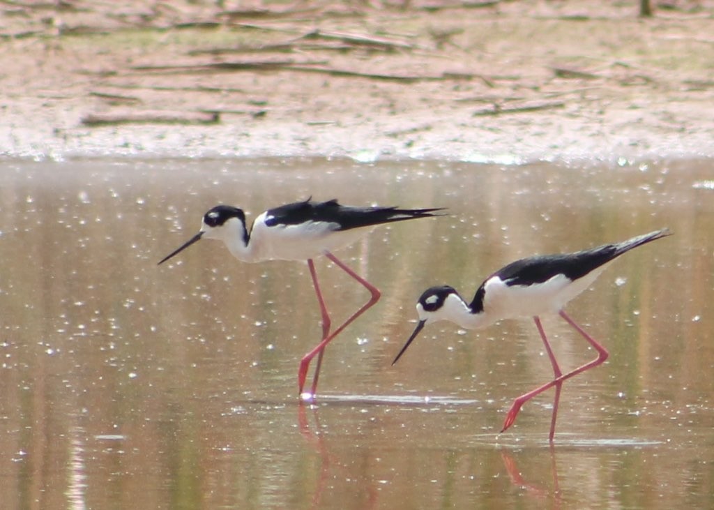 Black-necked Stilt - Holly Kleindienst