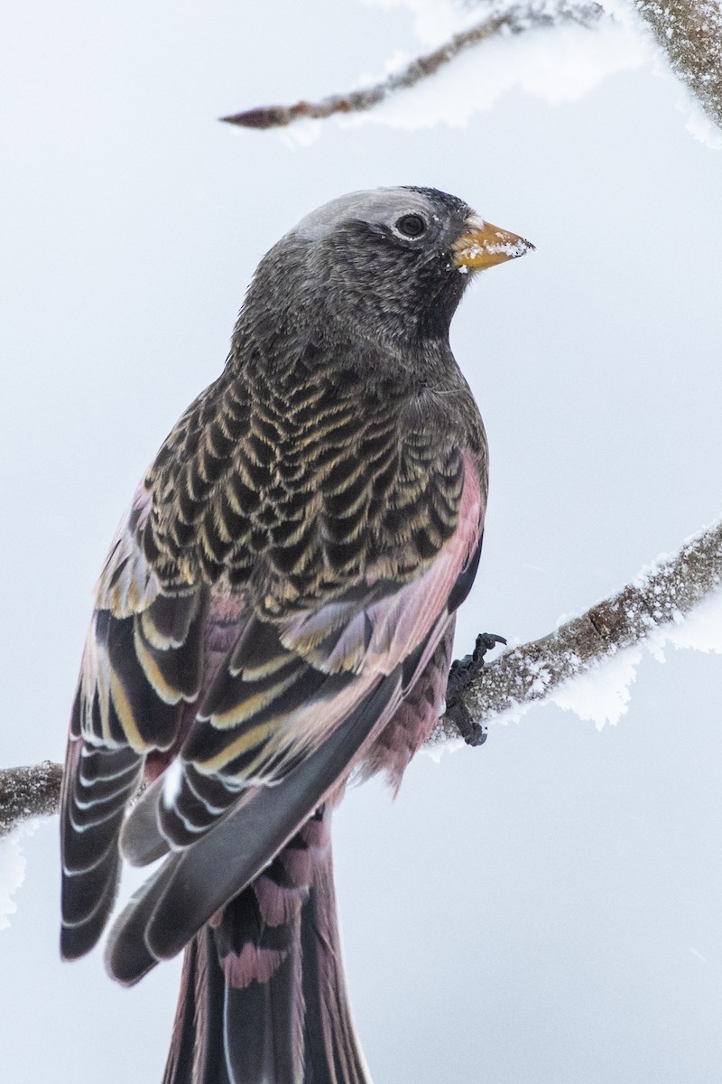 Black Rosy-Finch - Bryan Calk