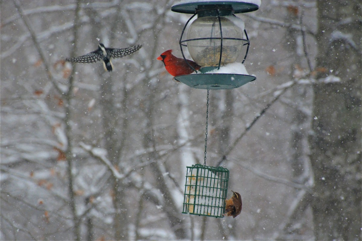 Downy Woodpecker - ML128833461