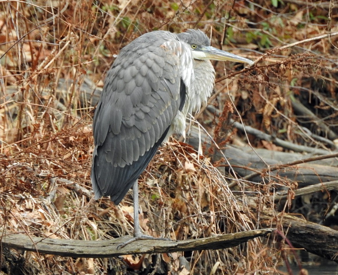 Great Blue Heron - Aimee LaBarr