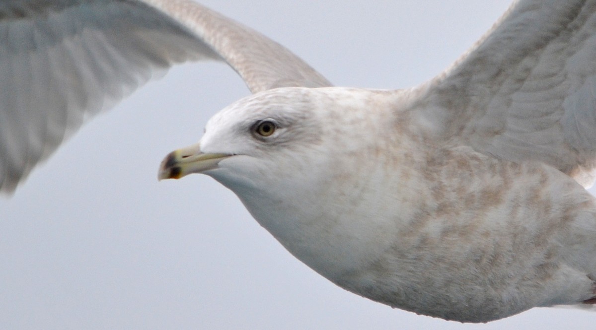 Glaucous Gull - ML128833791