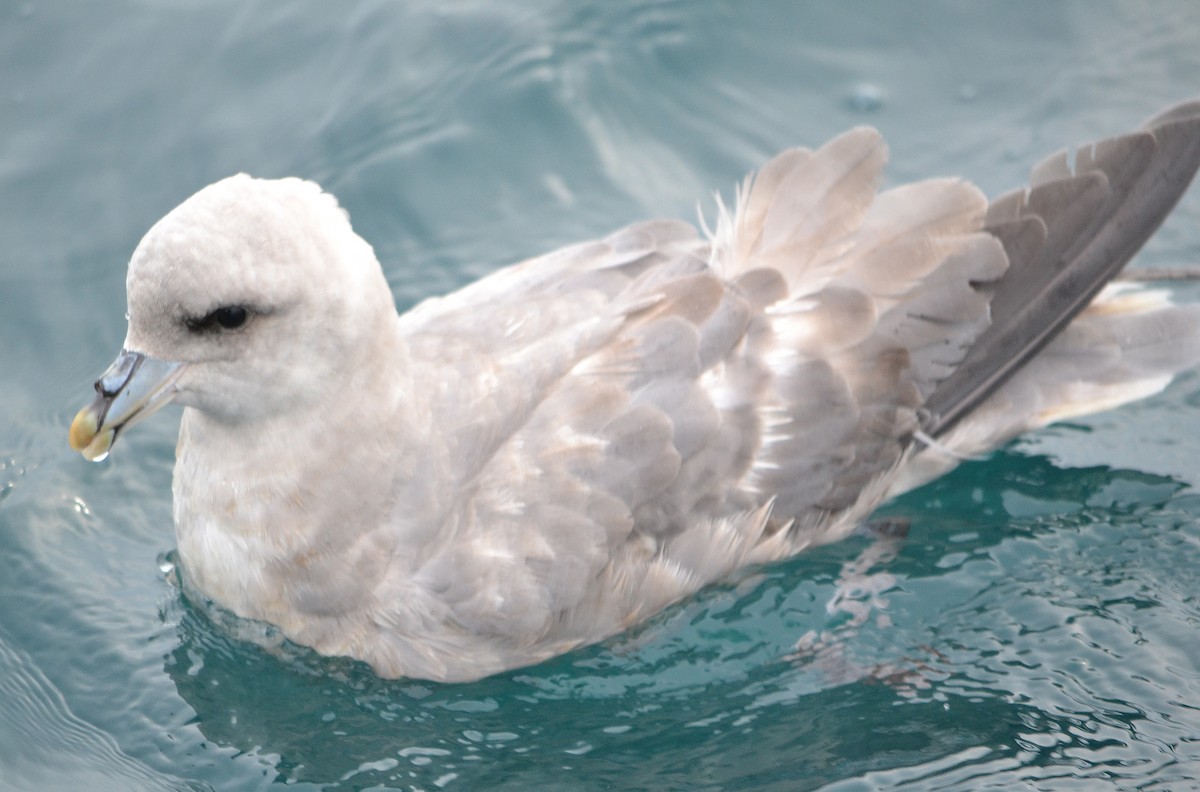 Northern Fulmar - Michael J Good