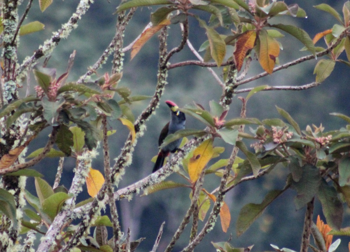 Gray-breasted Mountain-Toucan - ML128833931