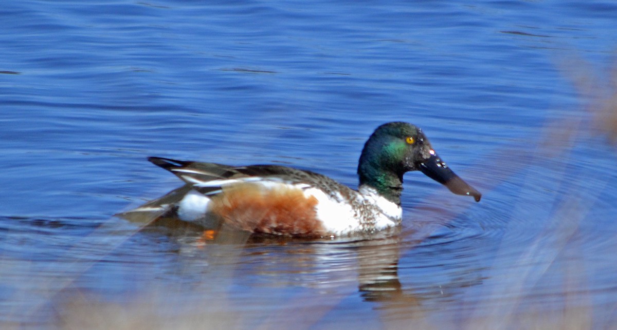 Northern Shoveler - Michael J Good