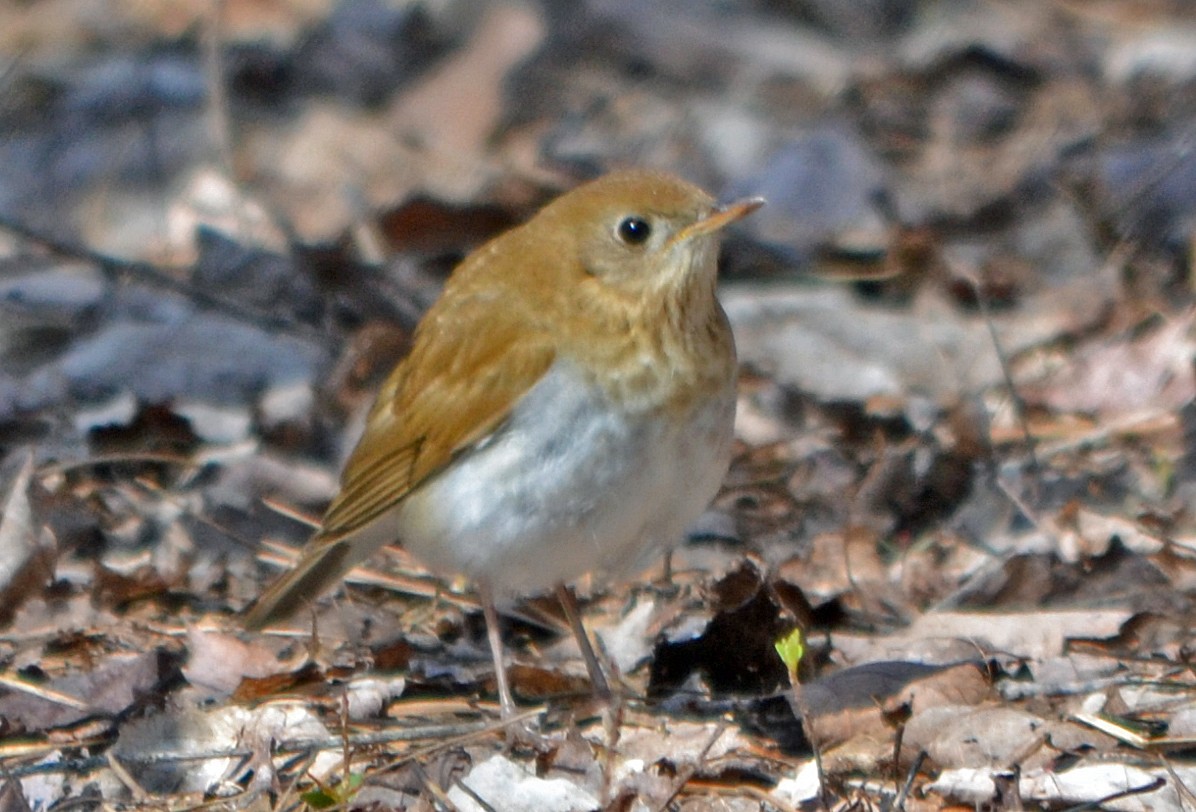 Veery - ML128834831